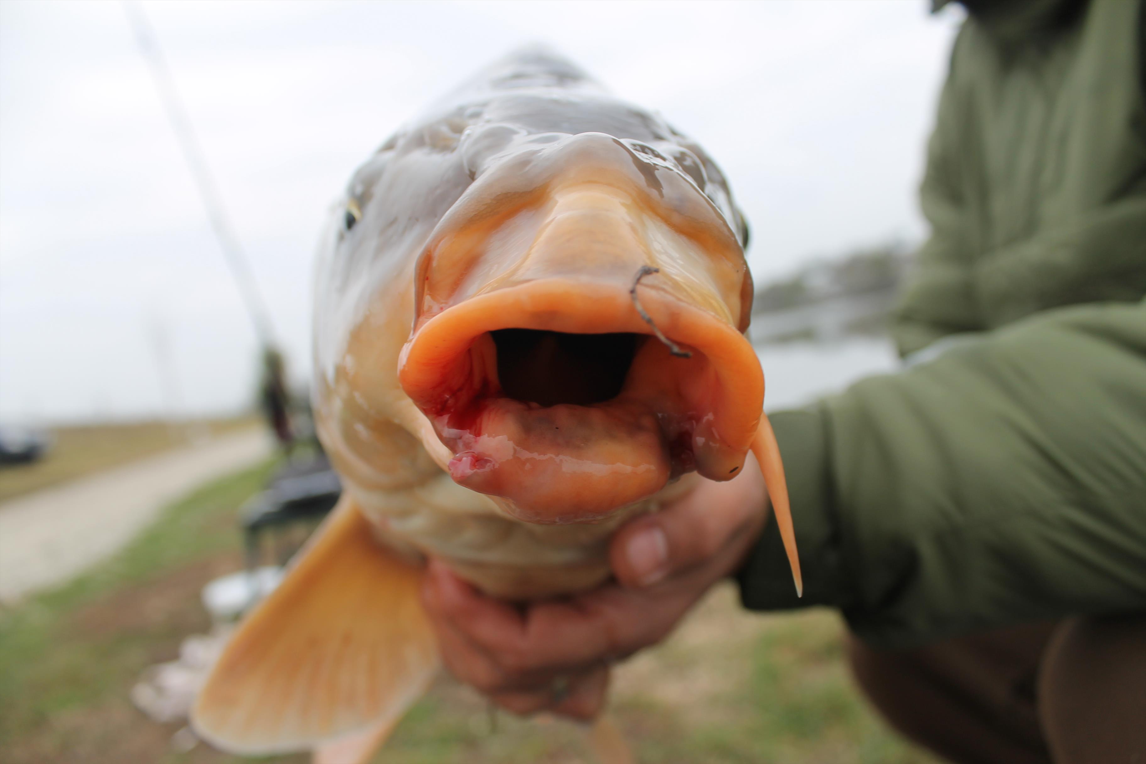 Pescuit_MV2 - IMG_9297.JPG